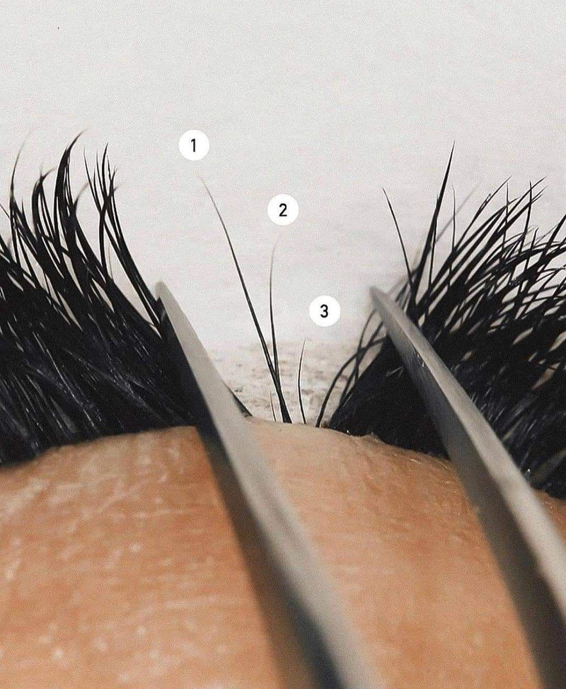 <h4>The Complete Lash Process</h4>